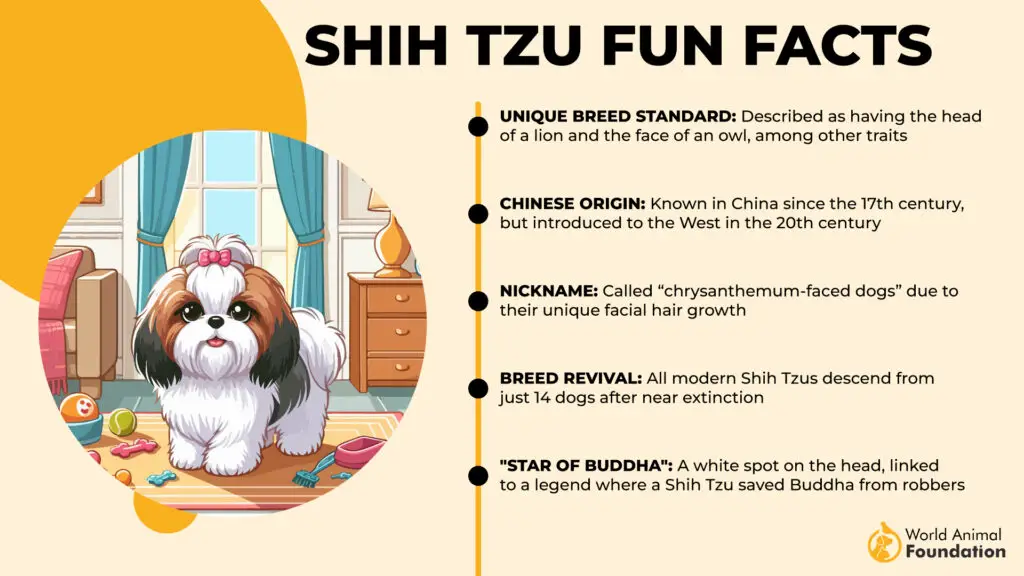 Wissenswertes über Shih Tzu