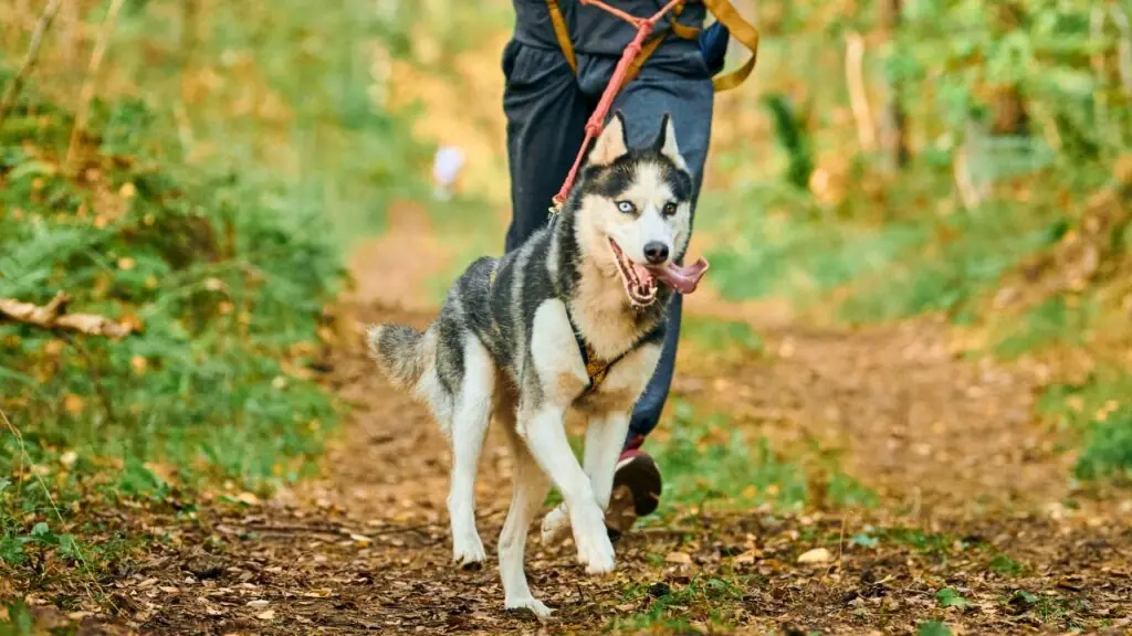 Hunde für Teenager
