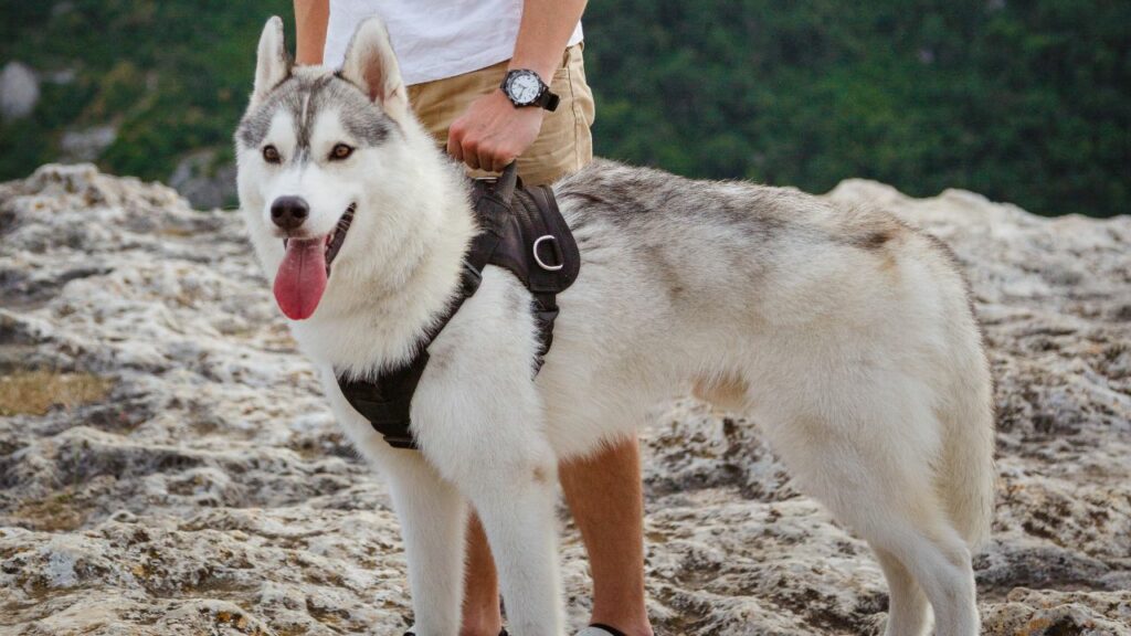 beste Hunde zum Wandern und Schutz