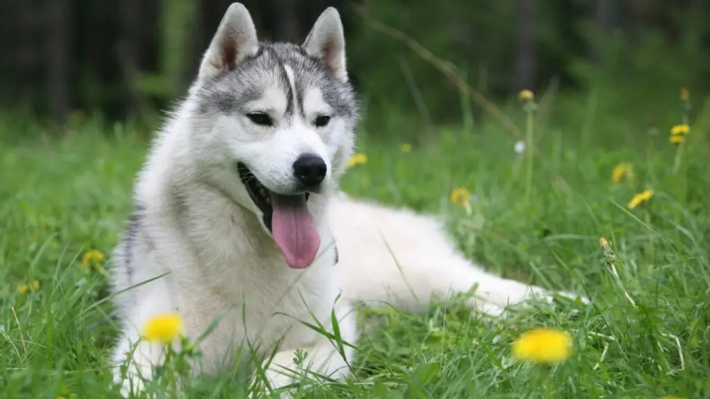 Hunderasse, die dem Wolf am nächsten kommt
