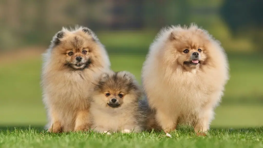 Softest Dog Breeds