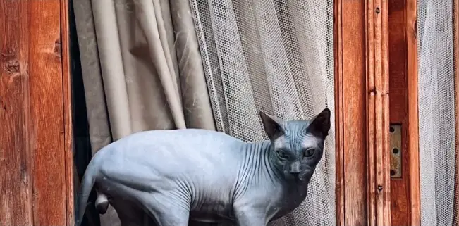 Sphynx-Katzennamen