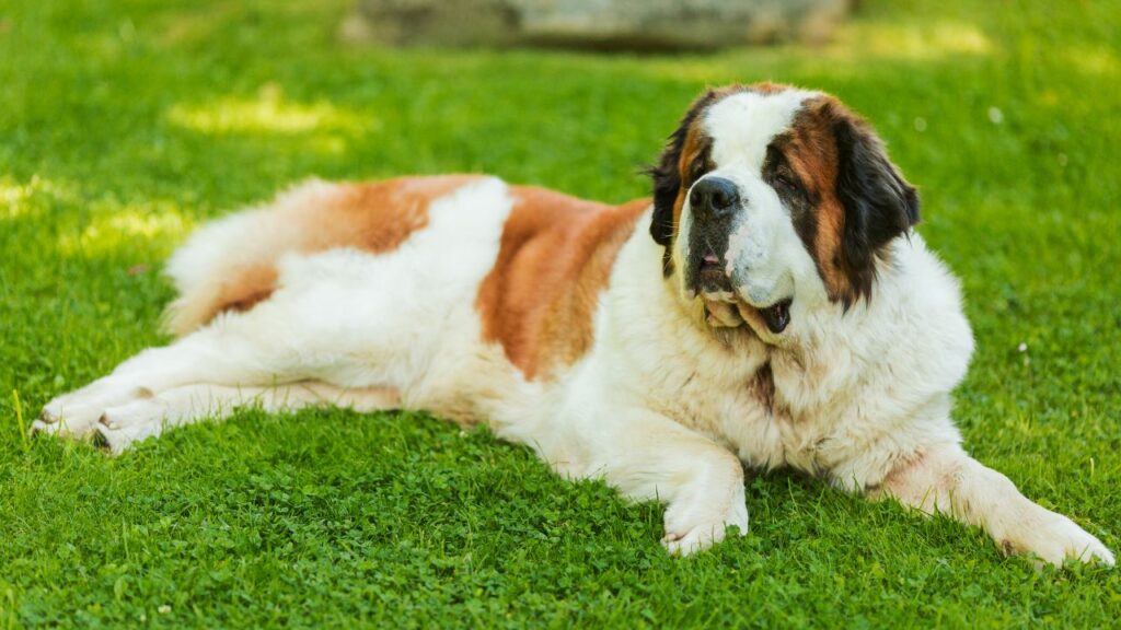 Hunde, die am wenigsten Bewegung brauchen
