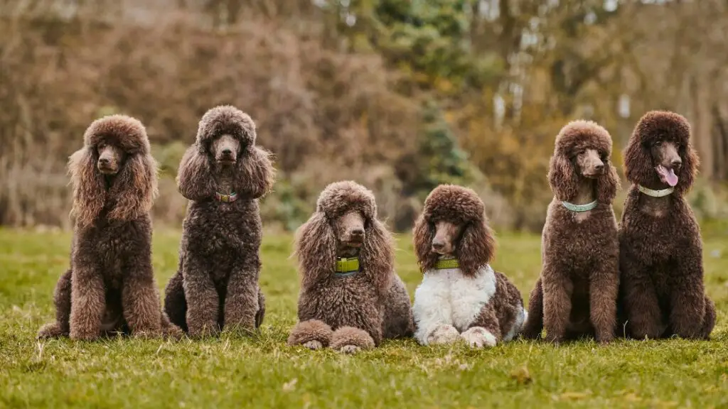 bestes Hundefutter für wählerische Esser
