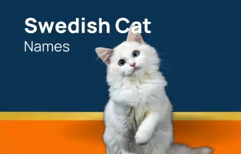 Swedish Cat Names