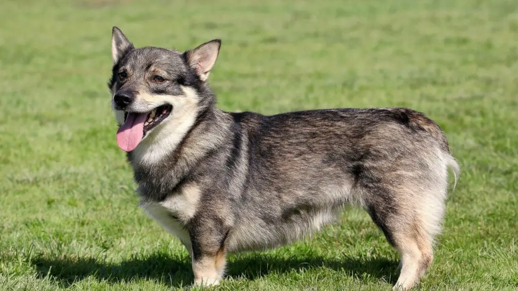 Hunde mögen Corgis, die nicht haaren
