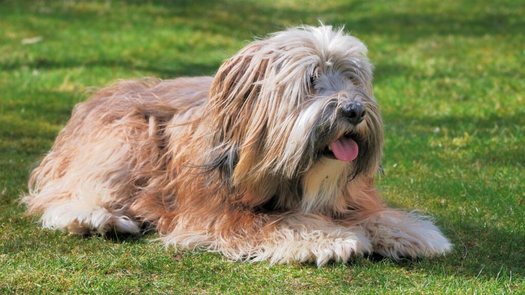 Hunde mit langen Haaren
