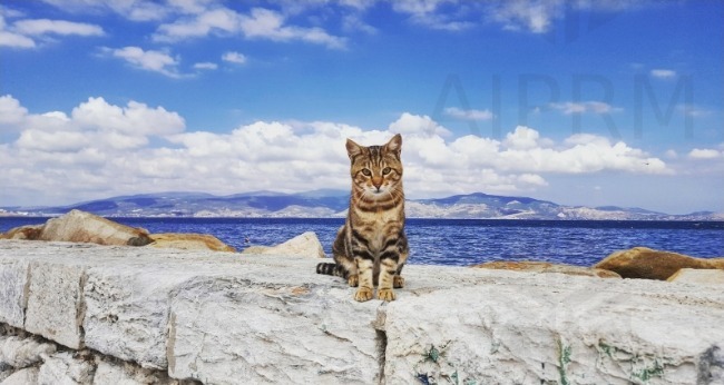 Türkische Katzennamen