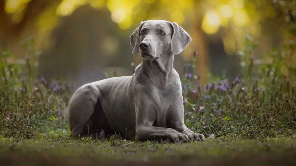 beste Hunde für Mädchen
