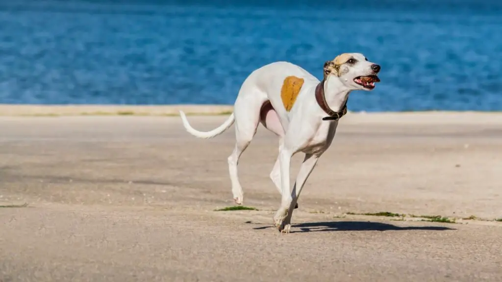 beste Hunde für warmes Klima
