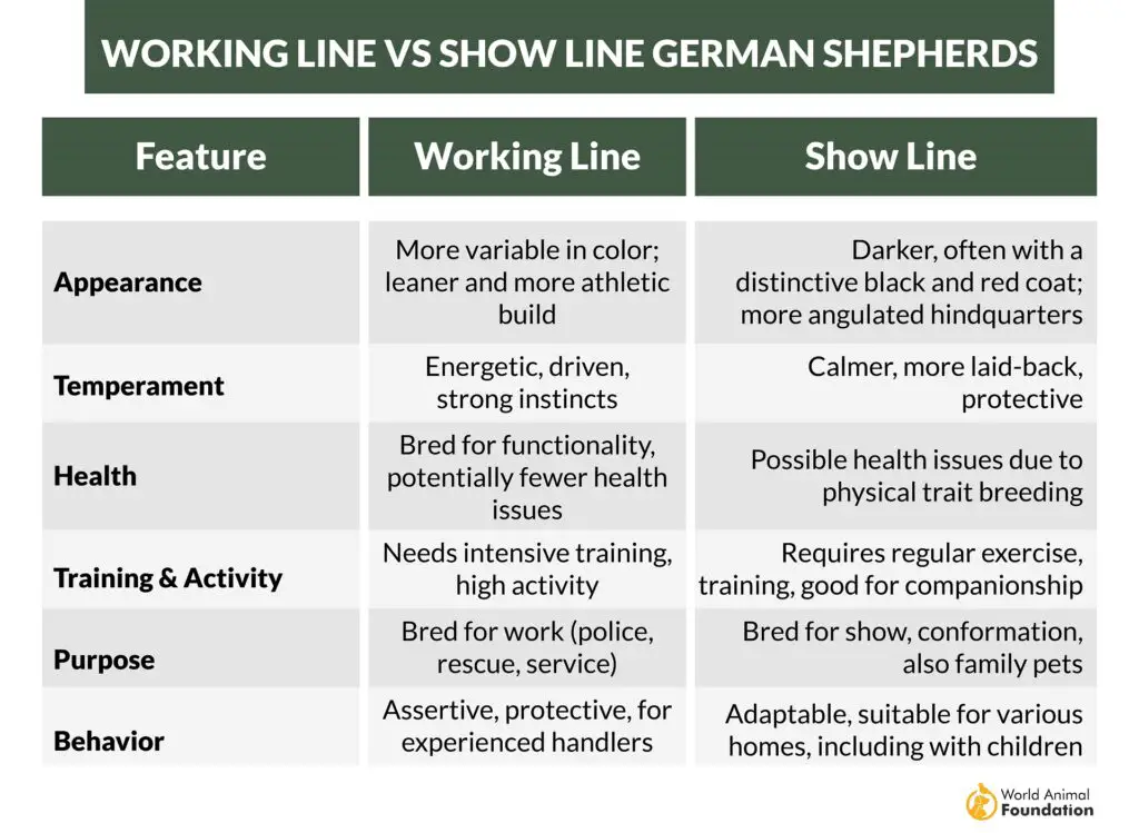 Arbeitslinie vs. Ausstellungslinie Deutsche Schäferhunde-01