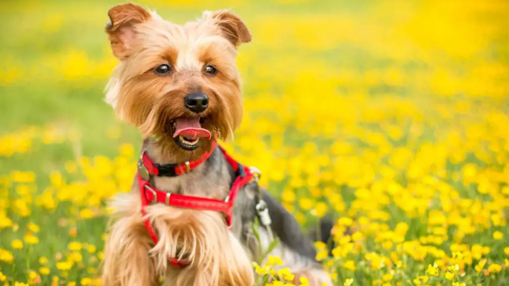 Der wählerischste Hund