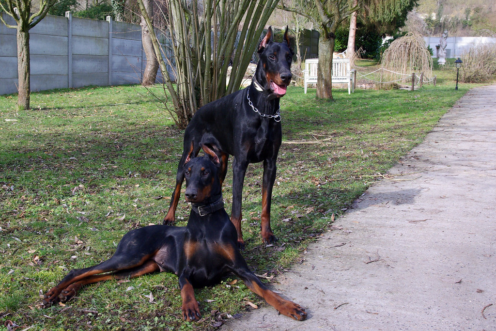 Amerikanischer Dobermann vs. europäischer Dobermann
