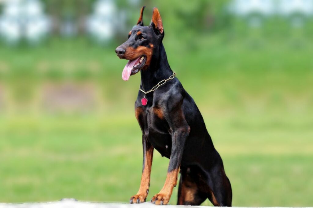 amerikanischer Dobermann
