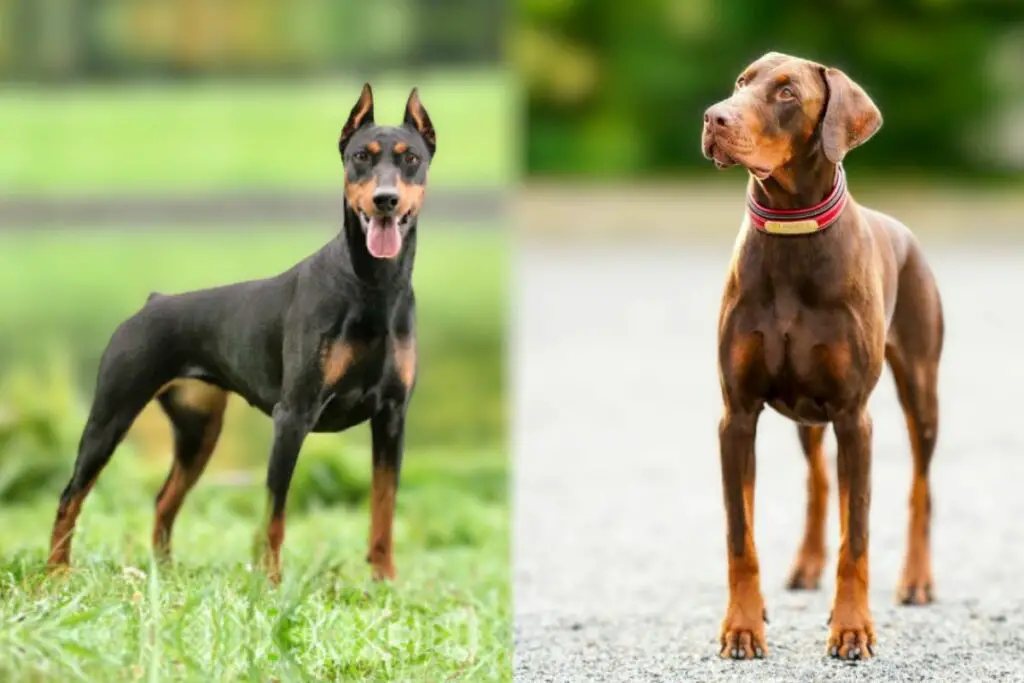 Amerikanischer vs. europäischer Dobermann
