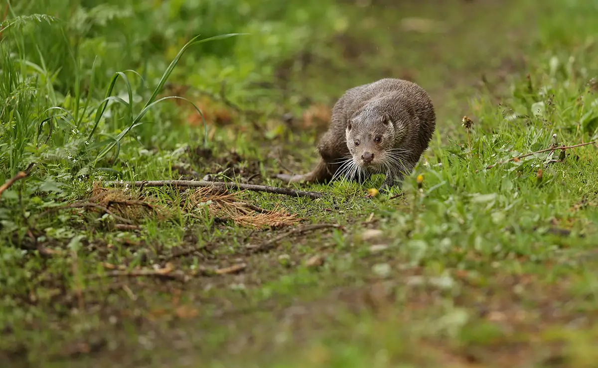 Warum verstecken sich Tiere, um zu sterben?