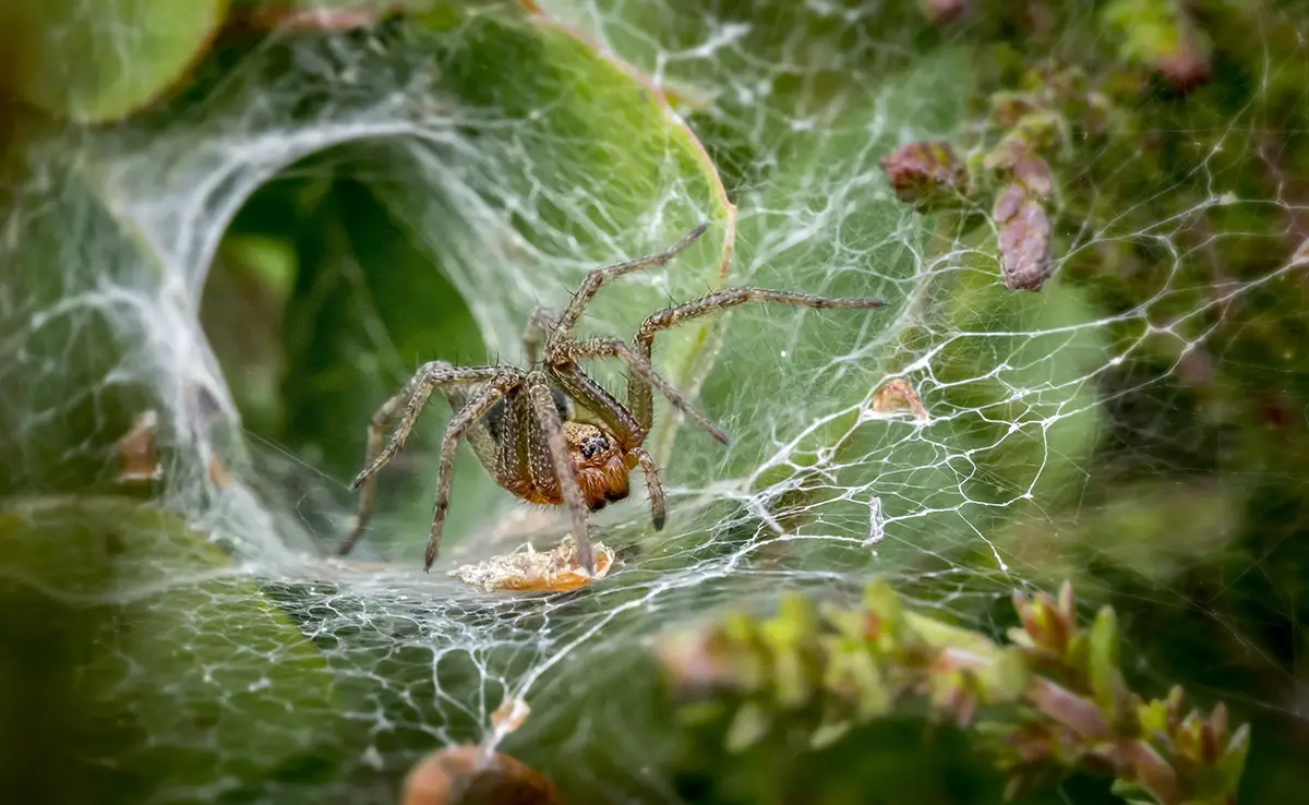 Arachnologe: Welcher Beruf erforscht die Welt der Spinnen?