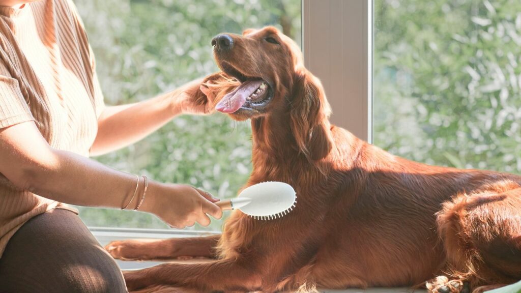 sind Golden Retriever, die stark haaren