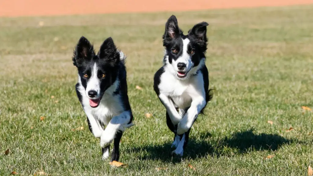 Border-Collie-Energie