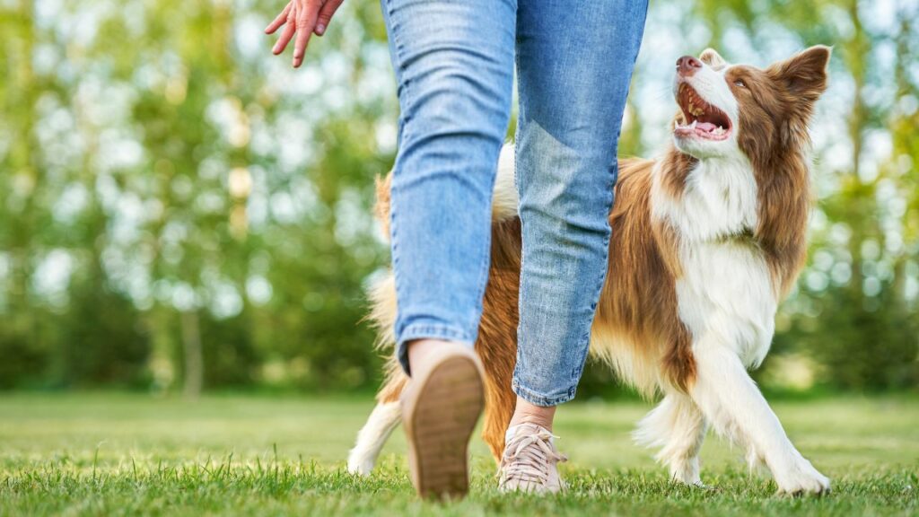 sind Border Collies freundlich