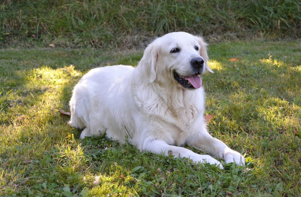 Beschützen Hunde weibliche Besitzer besser?
