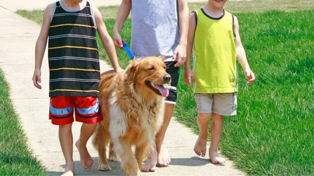 sind Golden Retriever, die gut mit Kindern umgehen können