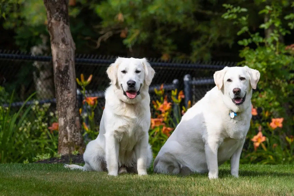 Sind Rüden oder Hündinnen bessere Wachhunde?
