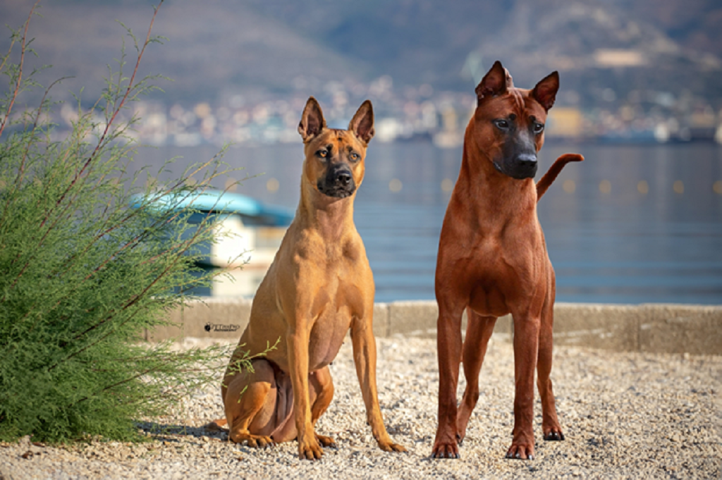 asiatischer Hund
