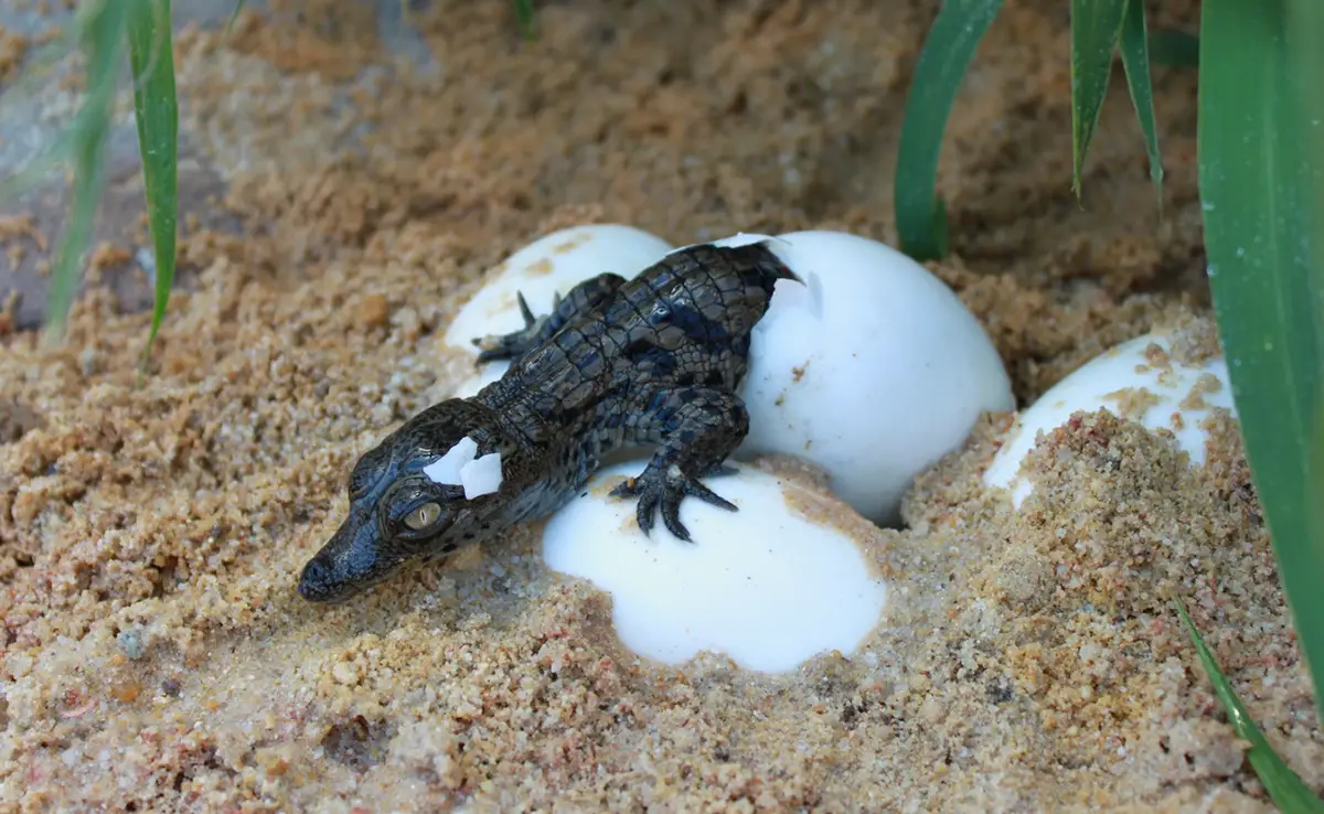 Krokodilbabys: vom Schlüpfen bis in die ersten Wochen!