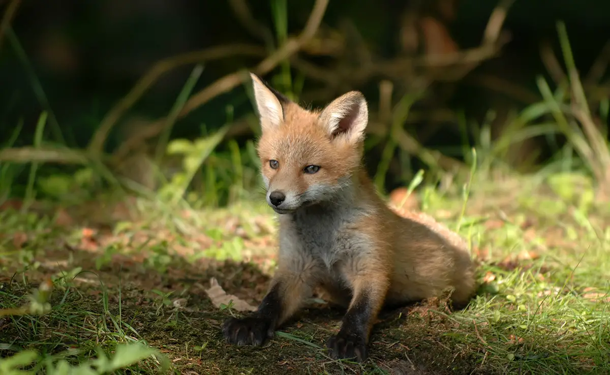 Ich habe ein Fuchsbaby gefunden. Kann ich es adoptieren und zu Hause willkommen heißen?