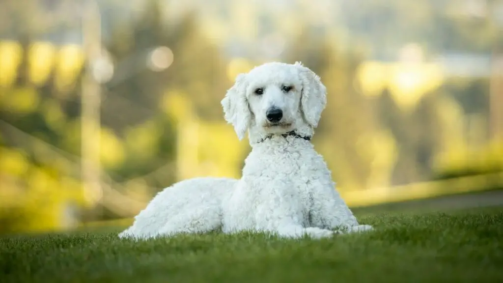 beste Hunde für junge berufstätige Paare