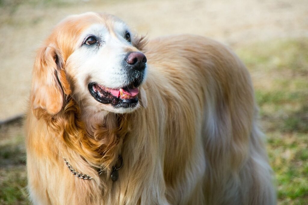 beste Hunde für Katzen
