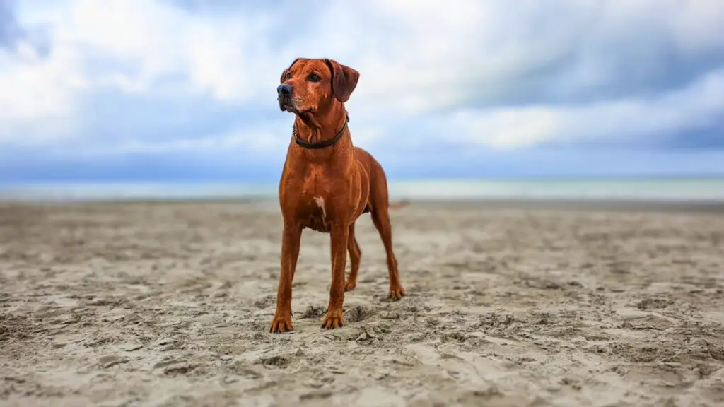 Beste Hunde für Wüstenklima
