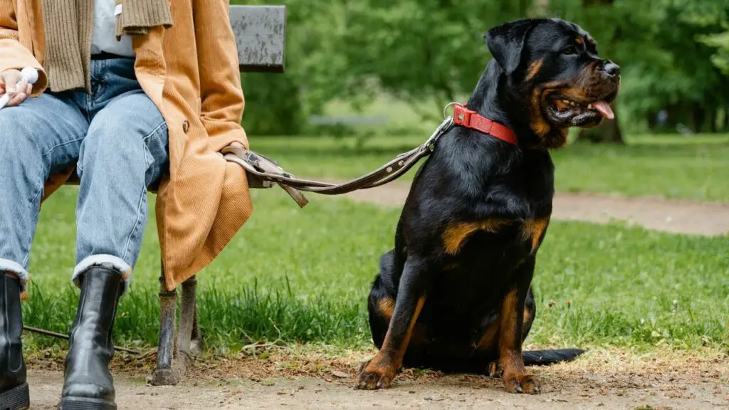 beste Hunde zum Schutz