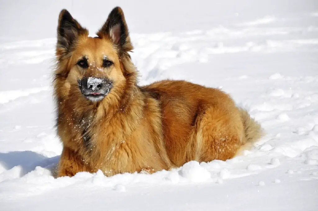 beste Wachhunde für kaltes Wetter
