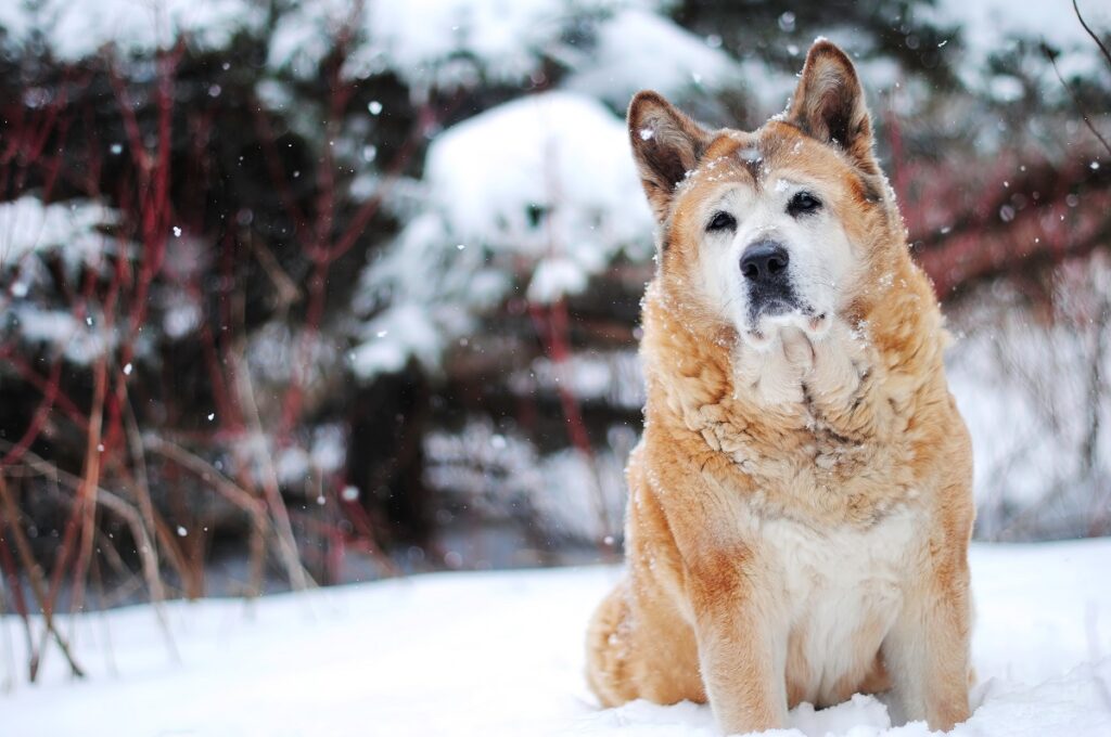 Die besten Wachhunde für draußen
