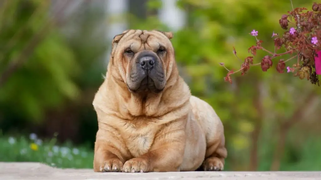 Best-Schutzhunde