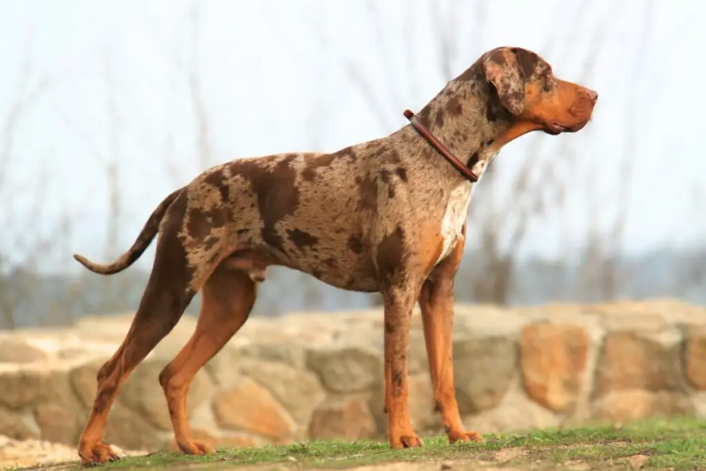 großer Hund mit kurzem Schwanz
