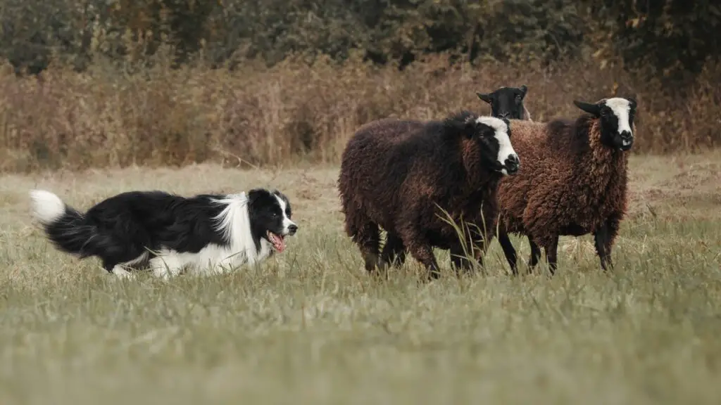 sind Border-Collies-Wachhunde