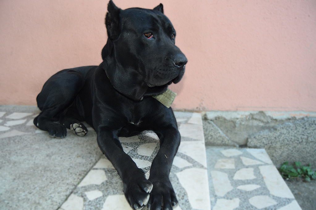 Gesundheitsprobleme des Cane Corso