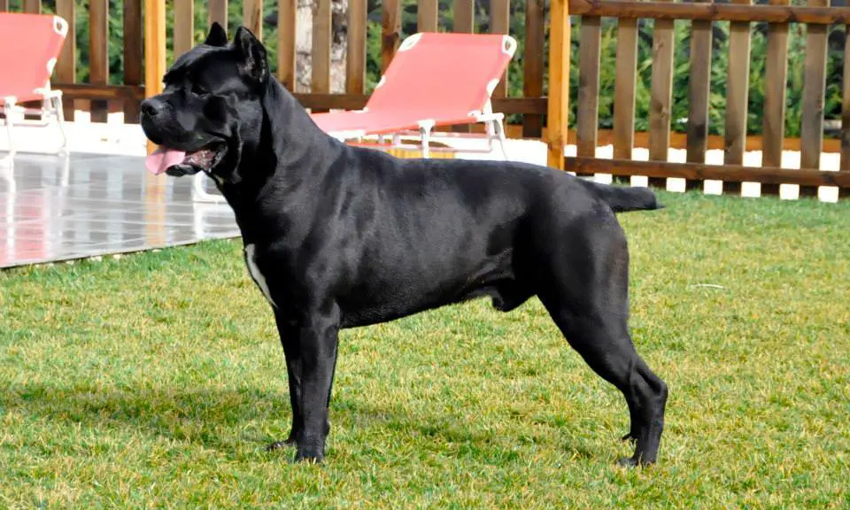 Cane Corso Wachhund
