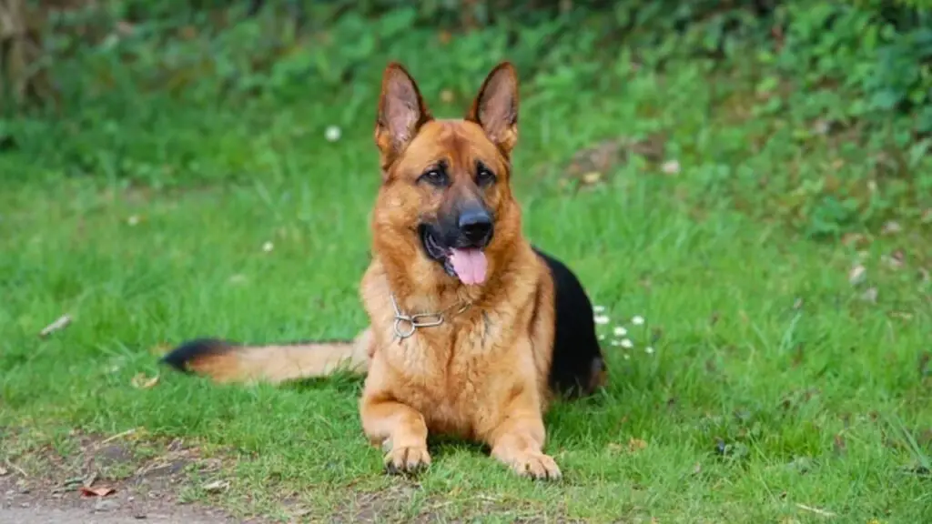 Verschiedene Rassen deutscher Schäferhunde