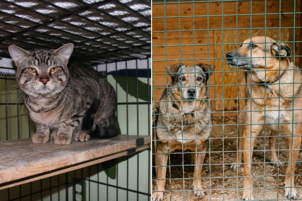 Essen Chinesen Katzen und Hunde?
