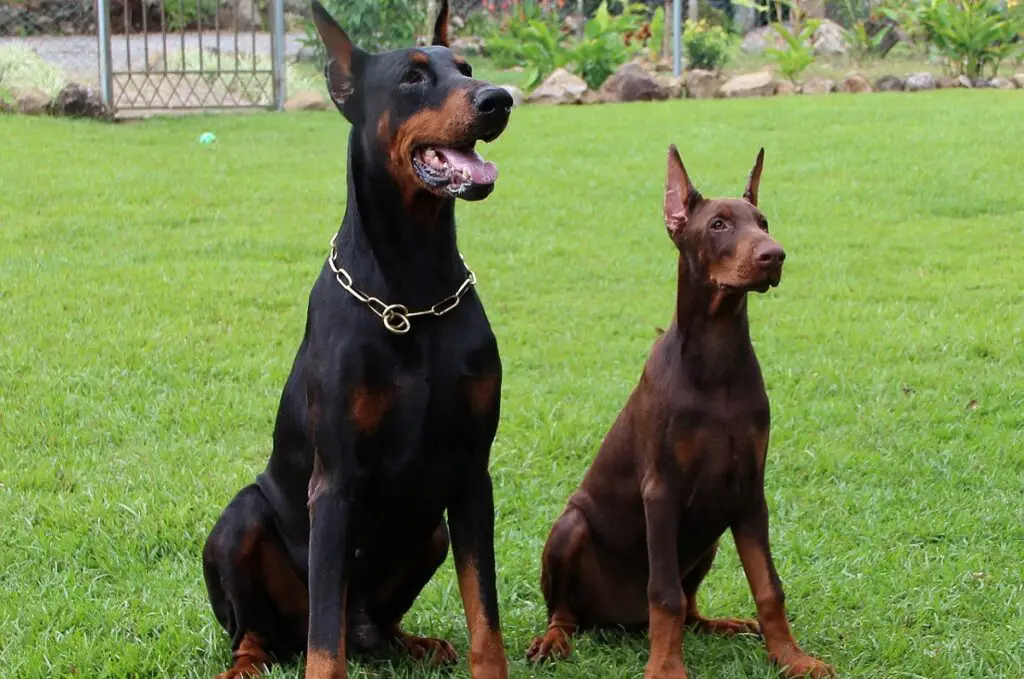 Lebenserwartung eines Dobermanns
