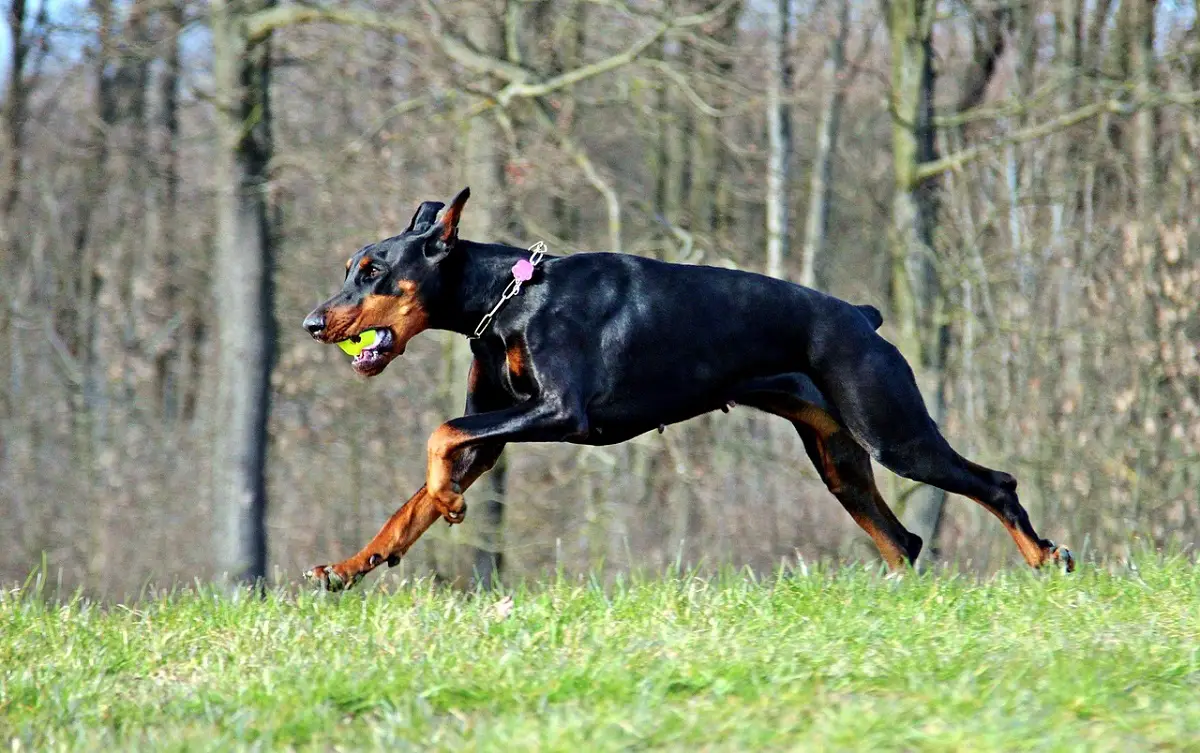 Mischung aus Dobermann und Cane Corso
