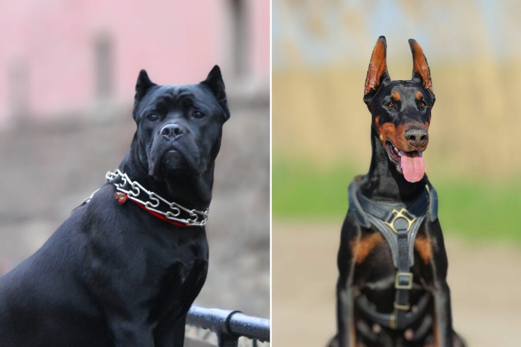 Dobermann Cane Corso
