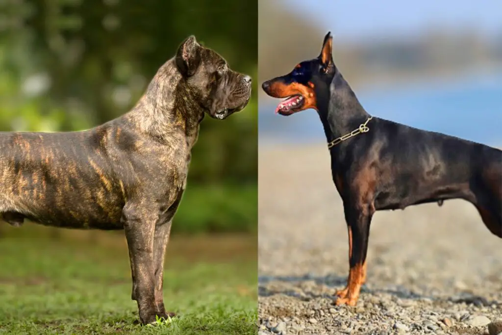 Dobermann gegen Cane Corso
