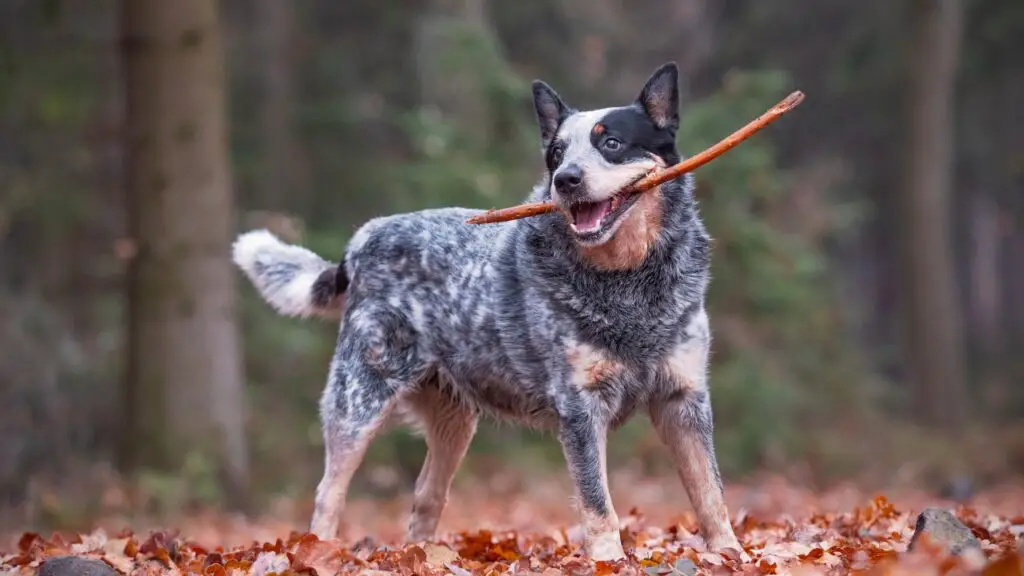 Hund in der Wüste
