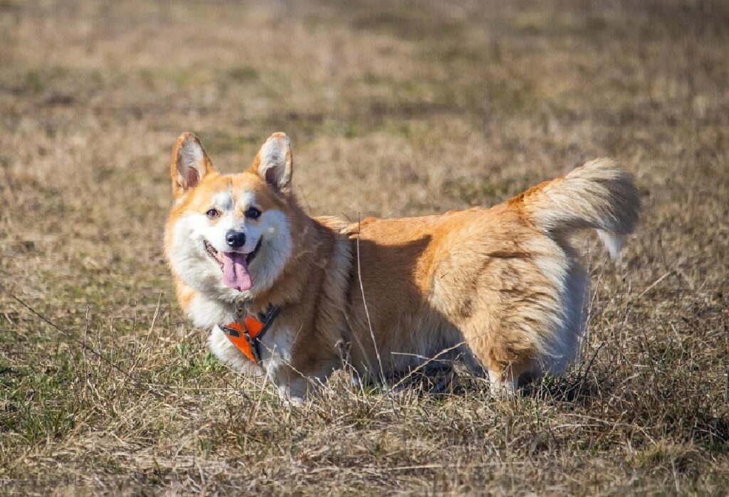 Hunde, die mit kurzen Schwänzen geboren wurden
