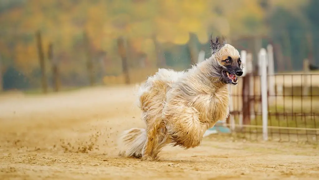 Hunde in der Wüste
